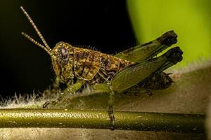 Spur-throated Grasshopper Insect photo