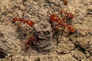 Adult Female Neivamyrmex Army Ants photo