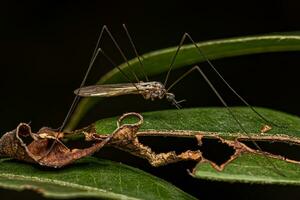 Adult Limoniid Crane Fly photo