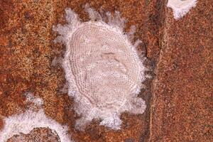 Dobsonfly Aquatic Insect Eggs photo