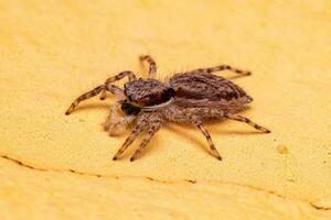 Adult Female Gray Wall Jumping Spider photo