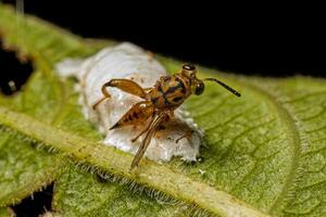 avispa calcidoide adulta foto