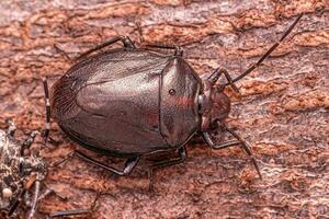 Small Stink bug photo