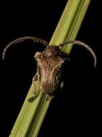 Adult Longhorn Beetle photo