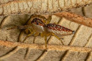 Male Jumping Spider photo