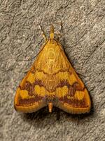 Adult Mint Moth photo