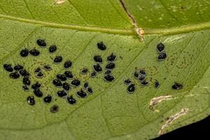 Citrus Black Fly Insect photo
