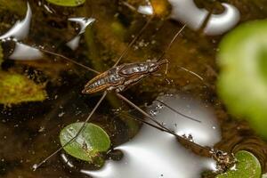 Striped Pond Skater Insect photo