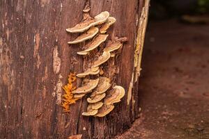 Small Fungi in a trunk photo