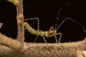 Assassin Bug Nymph photo