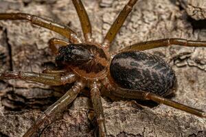 pequeña araña corinnoide foto