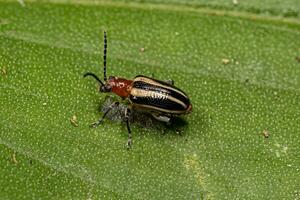 Adult Leaf Beetle photo