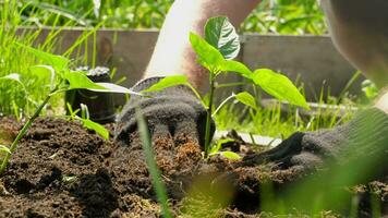plántulas en fértil, fecundado suelo. granjero crece vegetales en el jardín video