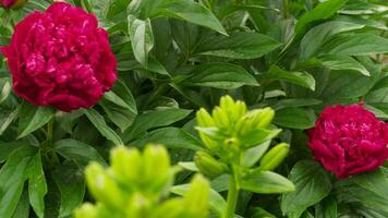 grande bellissimo peonia cespuglio nel il giardino dopo pioggia video