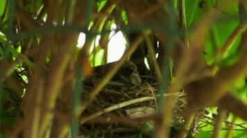 pequeno cinzento pássaro incuba filhotes dentro a ninho. pintarroxo pássaro fez uma ninho. incubação filhotes dentro a selvagem video