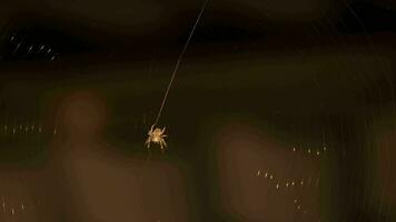 Dangerous insect spider. Insect trap. Spider weaves a web video