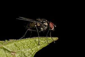 Adult Muscoid Fly photo