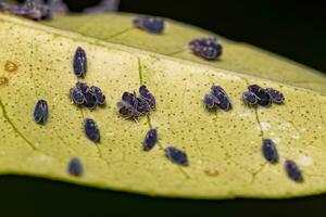 Adult Citrus Black Fly Insect photo