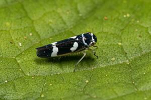 Adult Typical Leafhopper photo