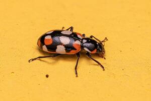 Adult Black-spotted Lady Beetle photo