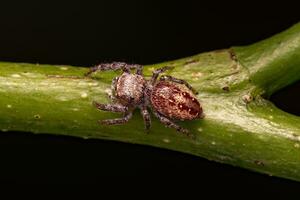 pequeña araña saltadora foto