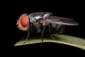 Adult Blow Fly photo