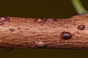 Small Scale Insects photo