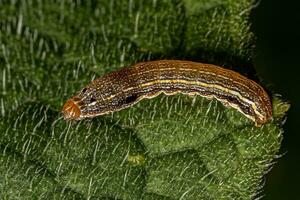 Brown Caterpillar Moth photo