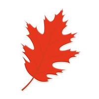 Oak leaf red vector