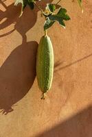 Sponge Gourd Plant Fruit photo