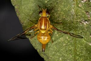 Adult Fruit Fly photo