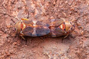 Adult Typical Leafhopper photo