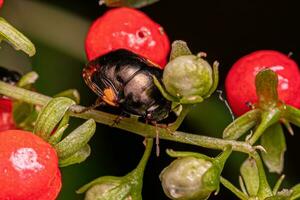 Adult Ebony Bug photo