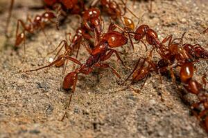 Adult Female Neivamyrmex Army Ants photo