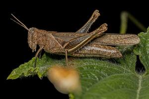 saltamontes adulto de cuernos cortos foto