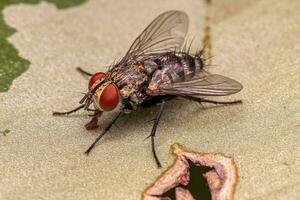 Adult Bristle Fly photo