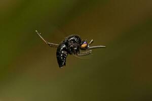 Adult Bee Fly photo