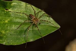 pequeña araña de tela de vivero foto