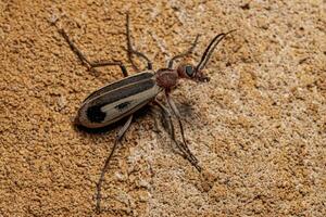 Adult Burning Blister Beetle photo