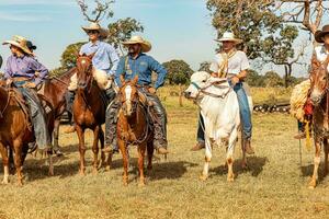 aporo, goiás, Brasil - 05 07 2023 lado de caballo montando evento abierto a el público foto