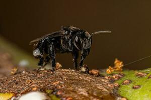 Adult Stingless Bee photo