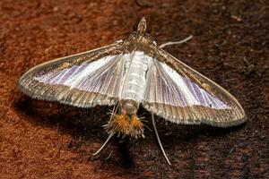 Adult Pearl Moth photo