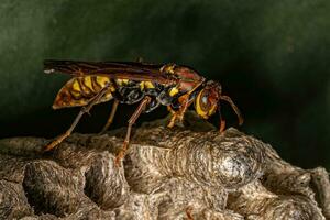 Variegated Paper Wasp photo