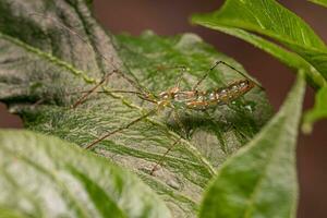 Assassin Bug Nymph photo