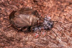 Insecto apestoso protegiendo los huevos foto