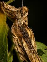 Adult Long-jawed Orbweaver Spider photo