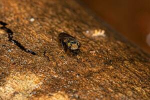 Adult Acalyptrate Fly photo