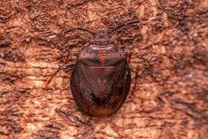 Small Stink bug photo