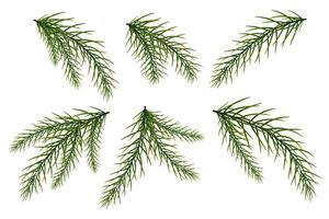 A set of fir branches. New Year's and Christmas. The Christmas tree. vector