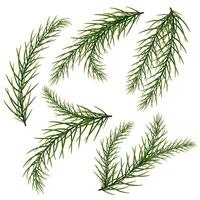 A set of fir branches. New Year's and Christmas. The Christmas tree. vector